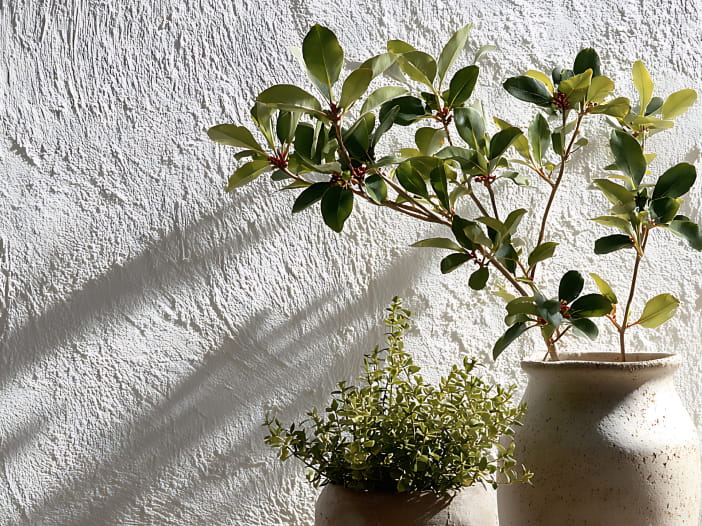 植物の写真