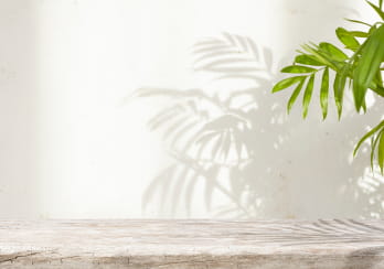 植物の影の写真